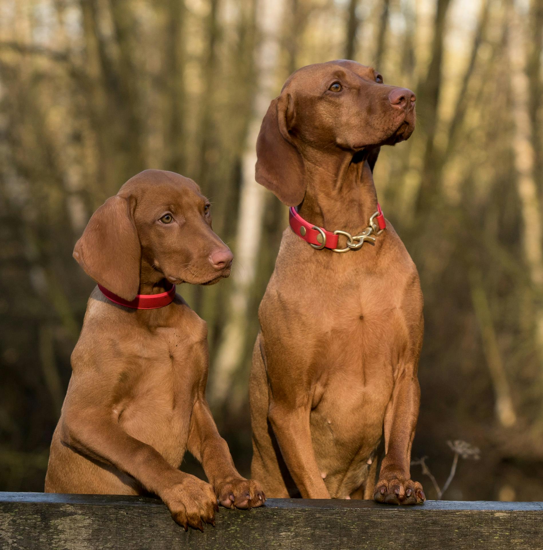 Caninos