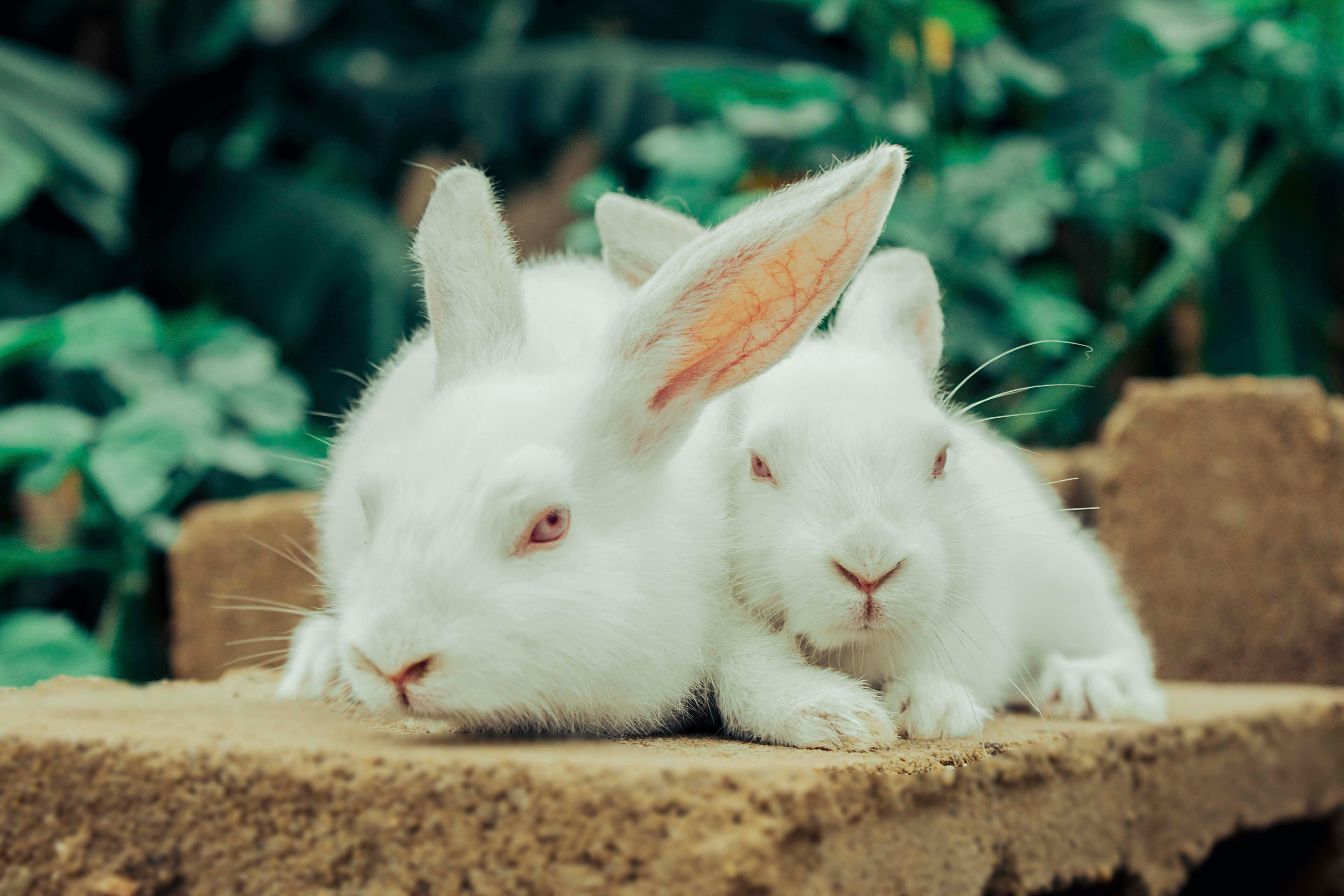 Conejos