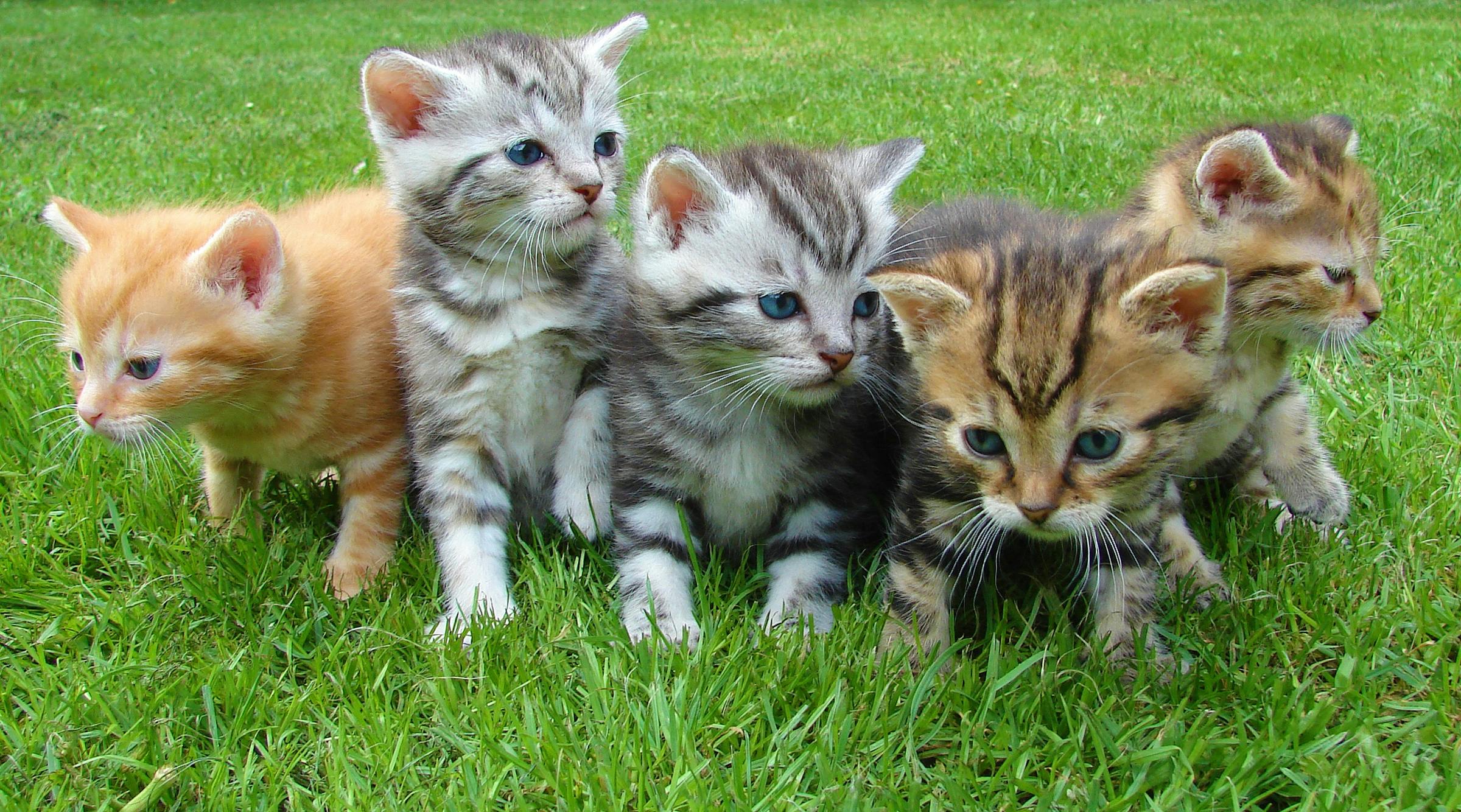 Felinos