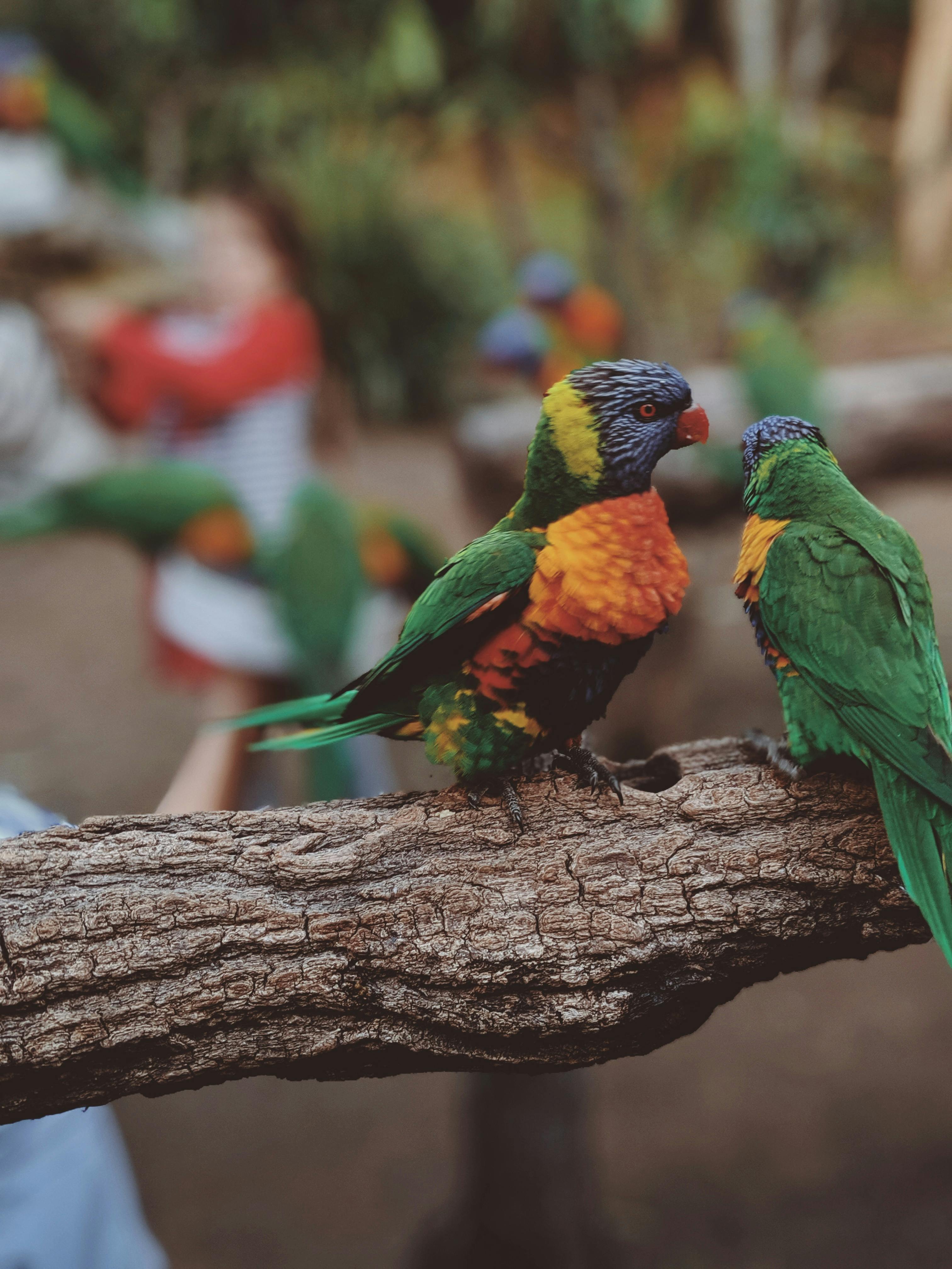 Loros